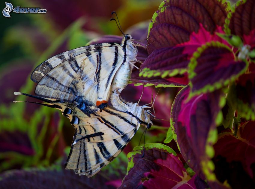 butterflies, Swallowtail, mating, plant