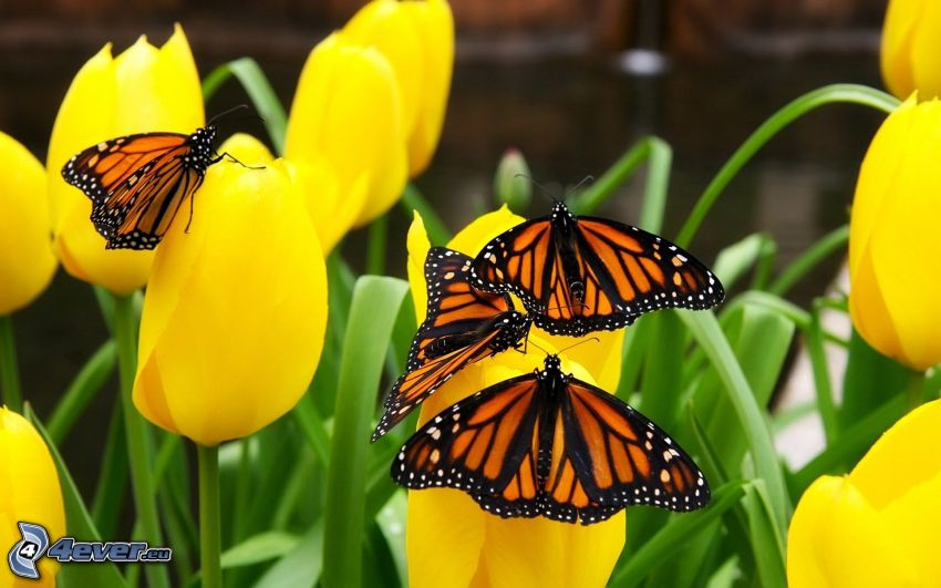 butterflies, yellow tulips