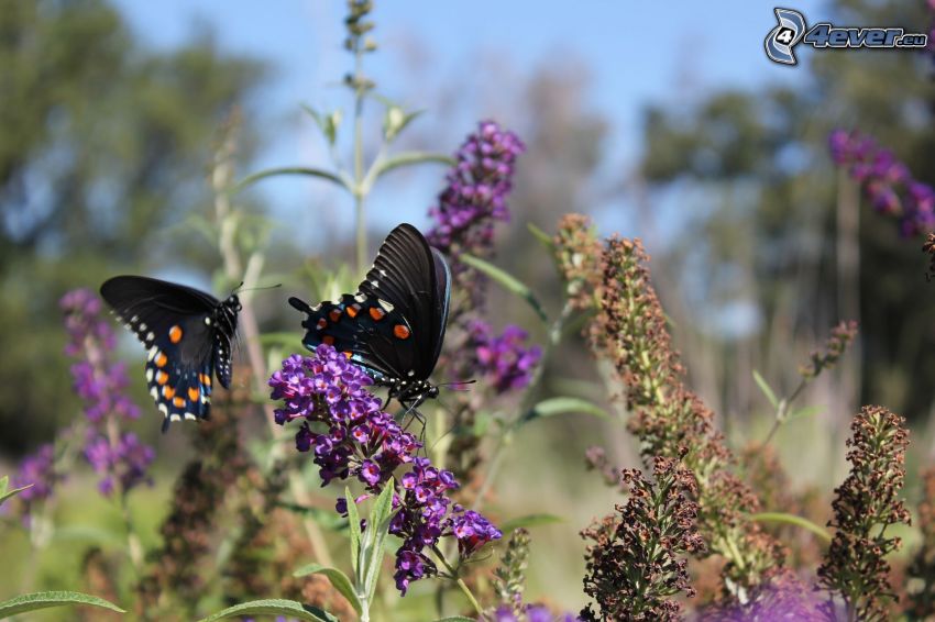butterflies on flowers, black butterfly, purple flower