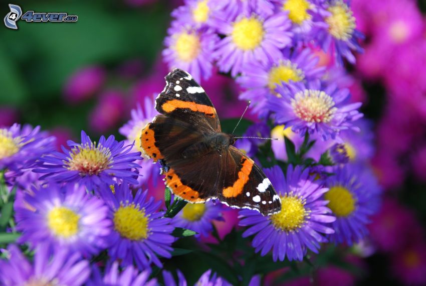 butterflies on flowers, purple flowers