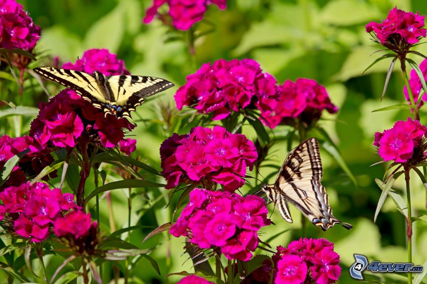 butterflies on flowers, Swallowtail, pink flowers