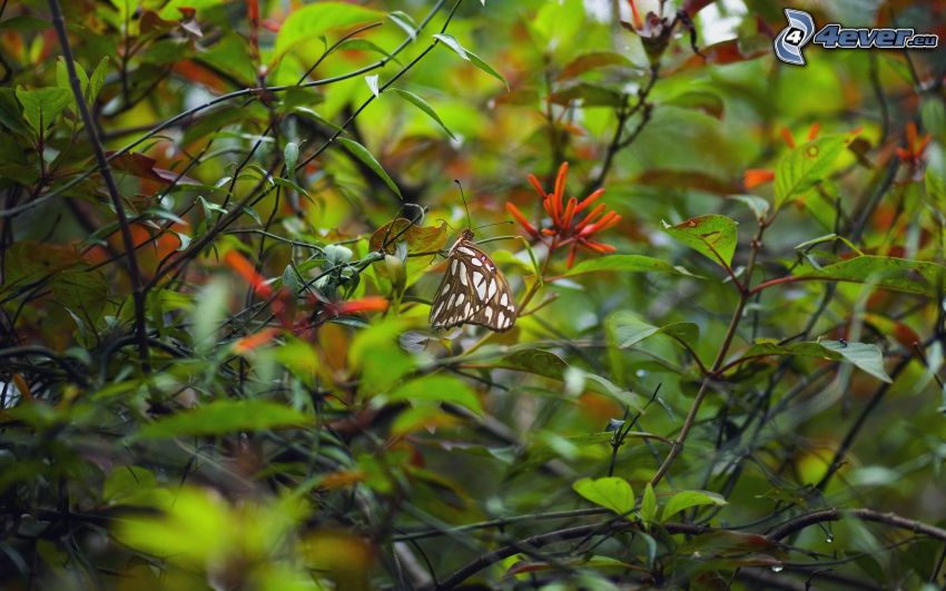 butterfly, branches