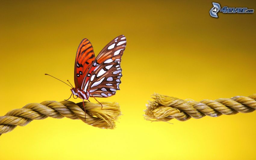 butterfly, clothesline