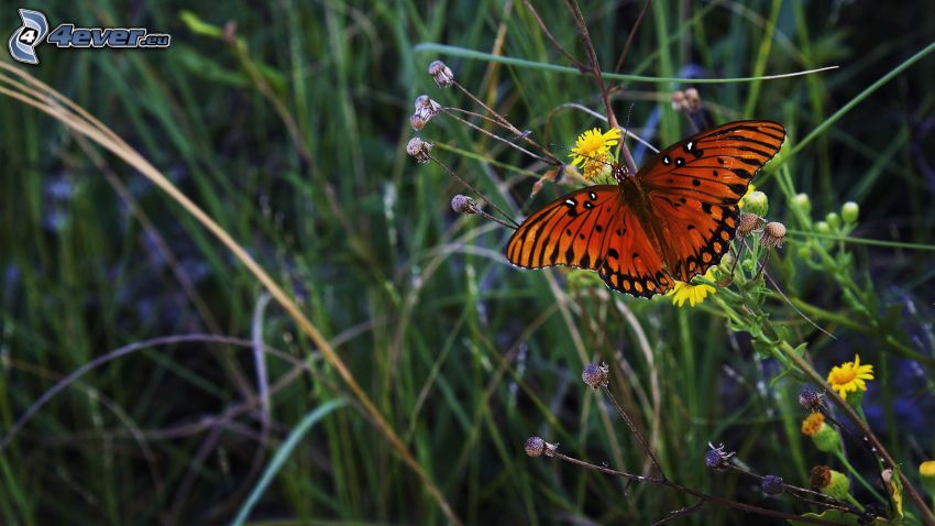 butterfly, field flowers