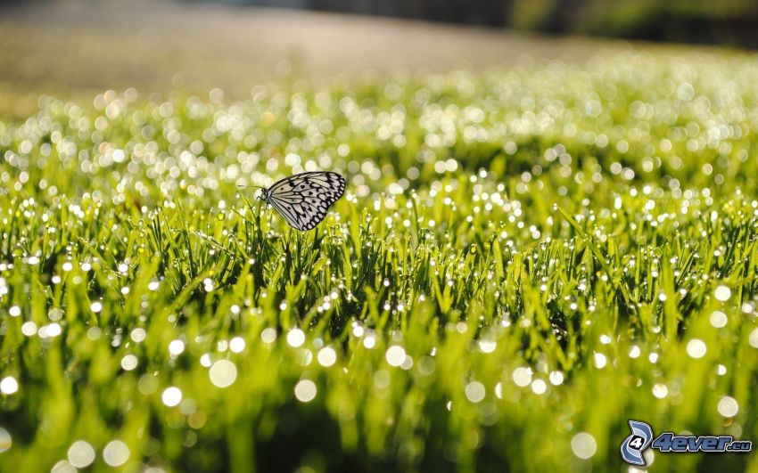 butterfly, grass