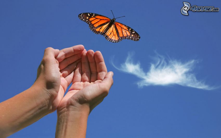butterfly, hands
