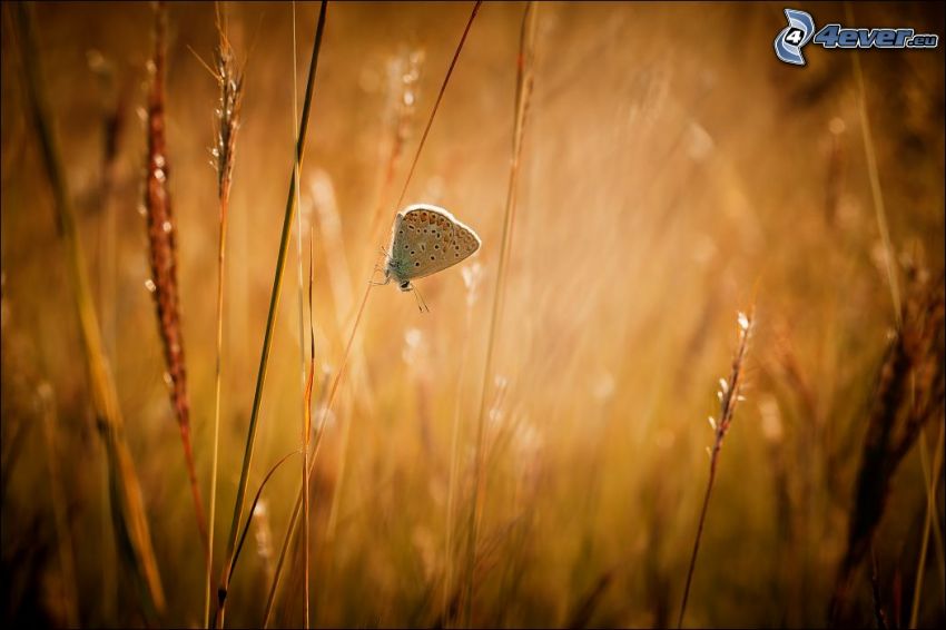 butterfly, high grass