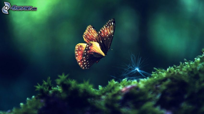 butterfly, moss