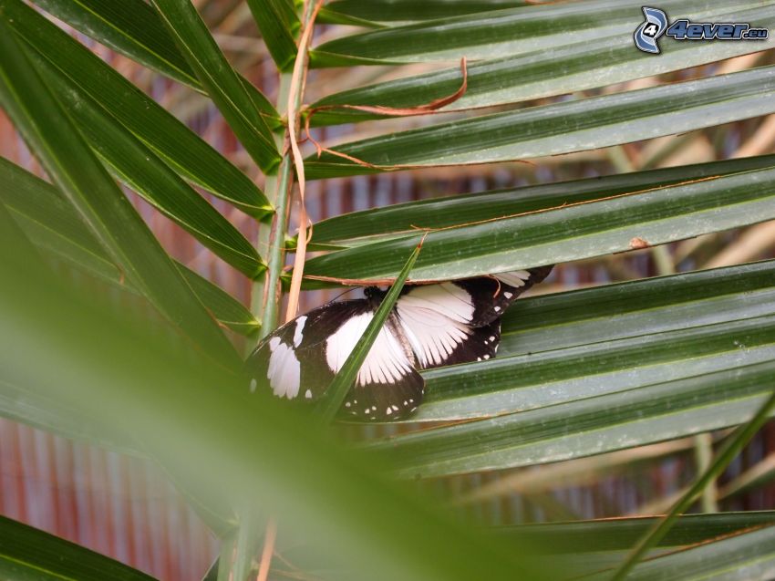 butterfly, palm leaf