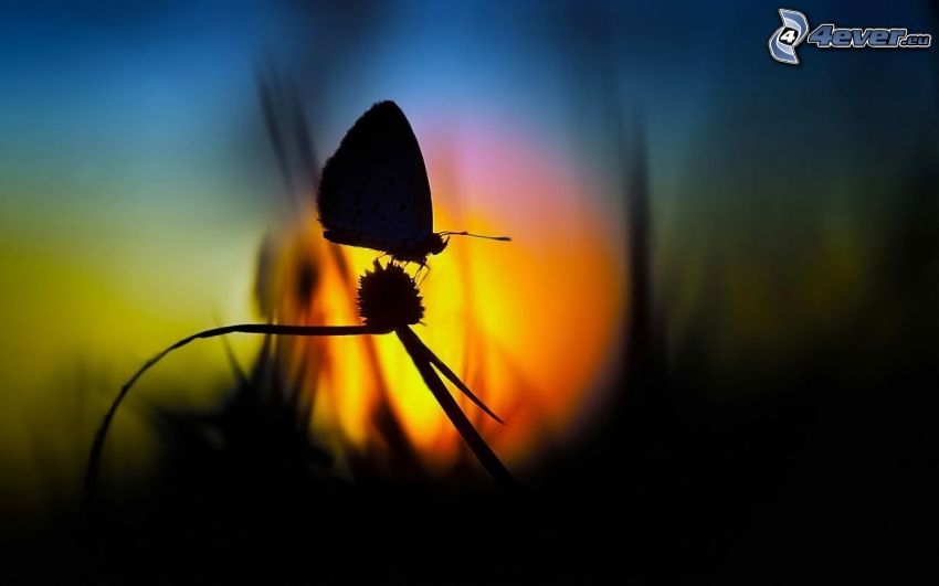 butterfly, silhouette