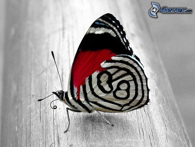 butterfly, wood
