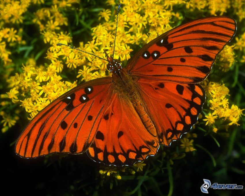 butterfly, yellow flowers