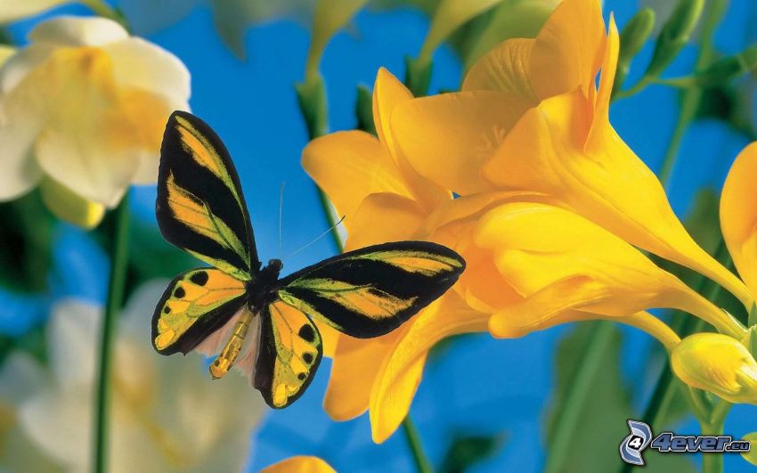 butterfly, yellow flowers