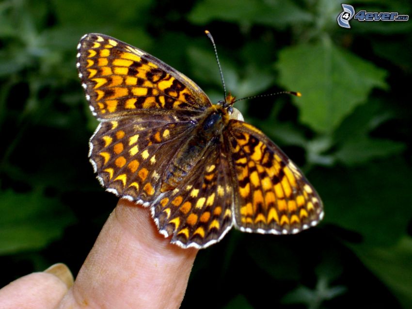 butterfly on finger, nature