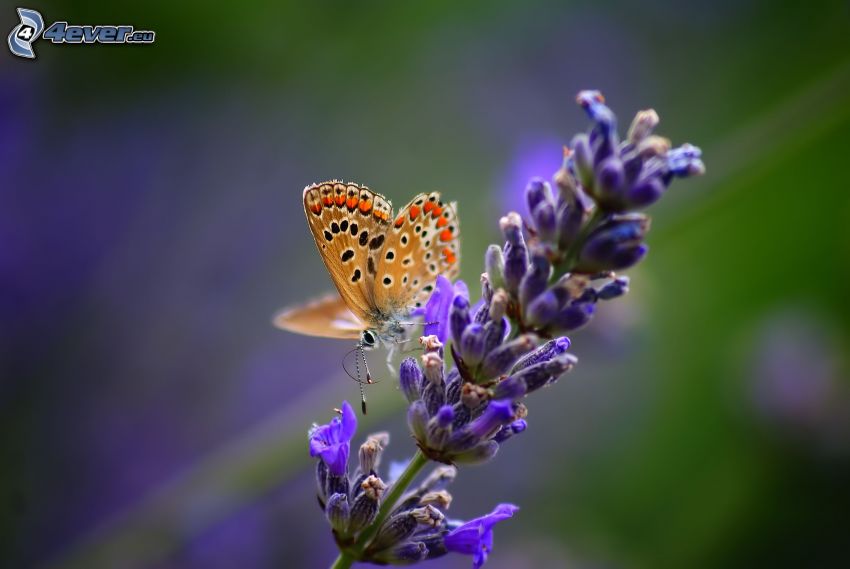 butterfly on flower, blue flower