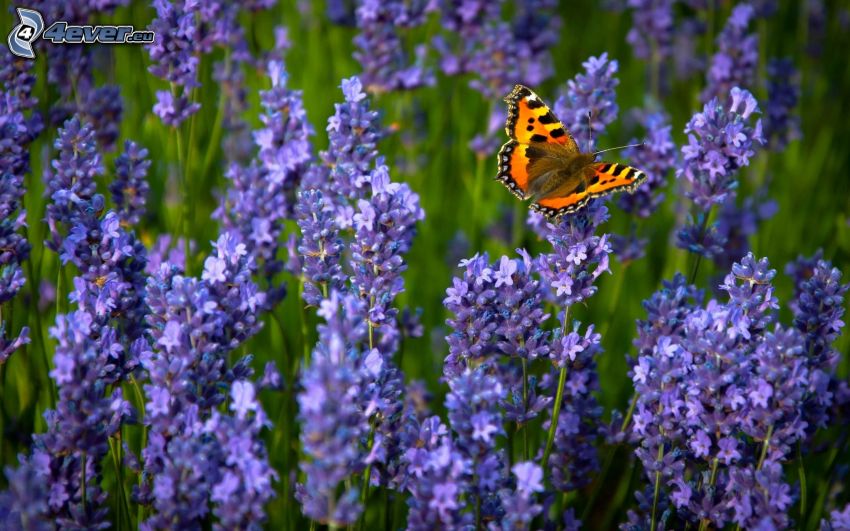 butterfly on flower, blue flowers