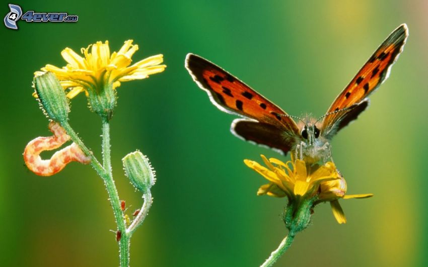 butterfly on flower, caterpillar, yellow flower