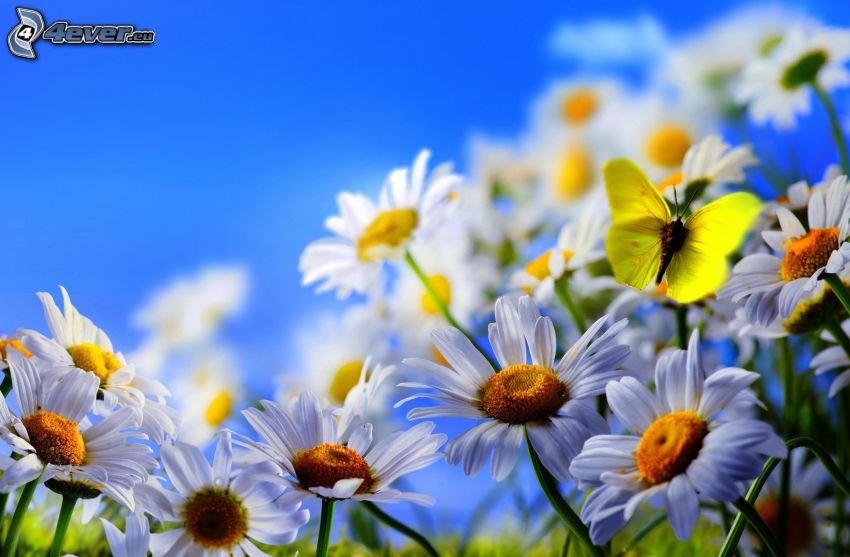 butterfly on flower, daisies