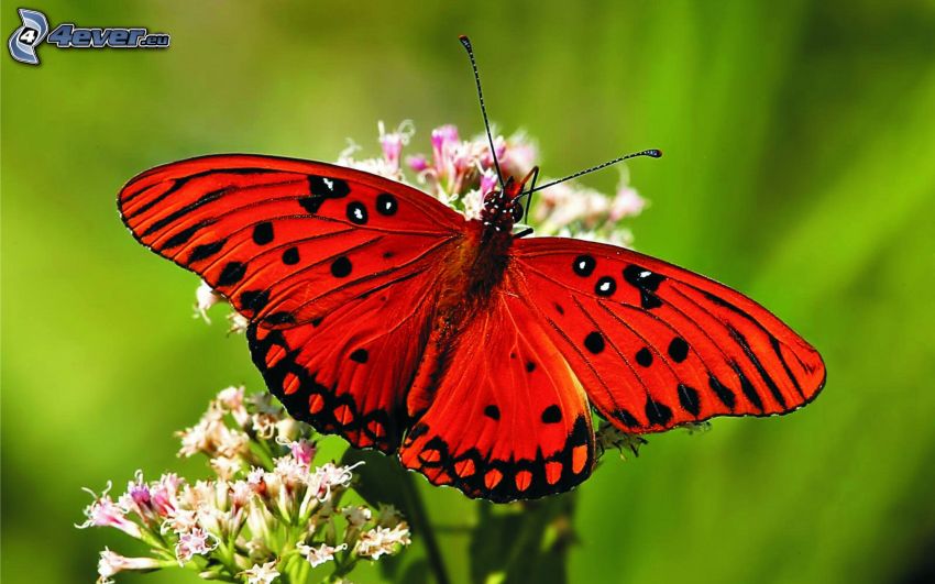 butterfly on flower, macro