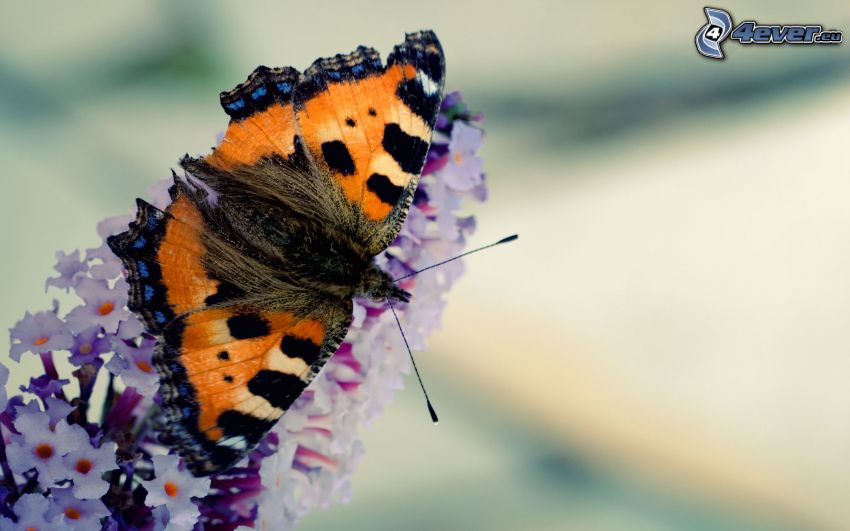 butterfly on flower, macro