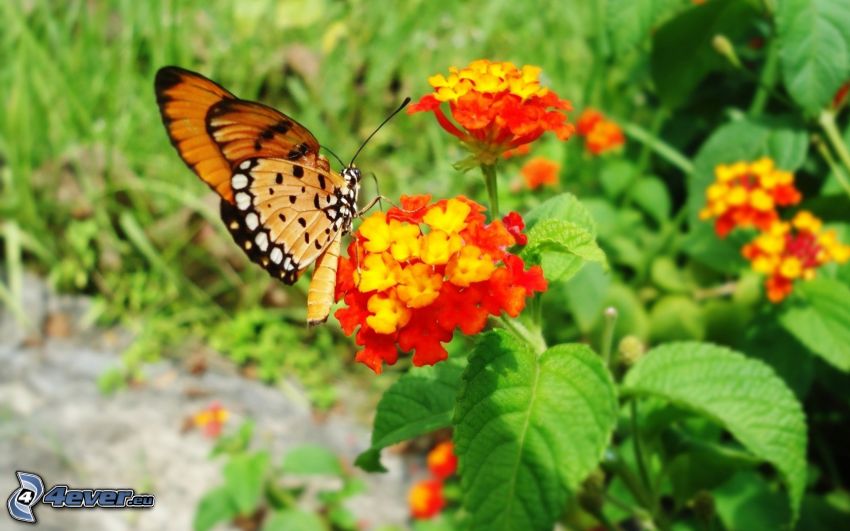 butterfly on flower, orange flower