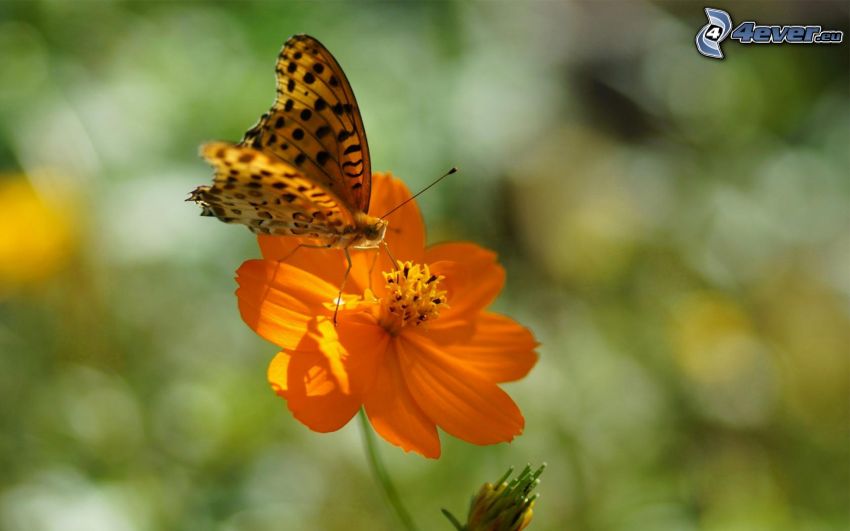 butterfly on flower, orange flower