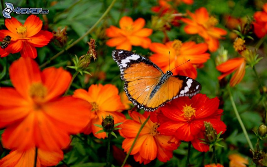 butterfly on flower, orange flowers