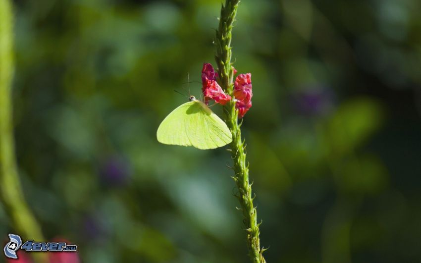 butterfly on flower, pink flower