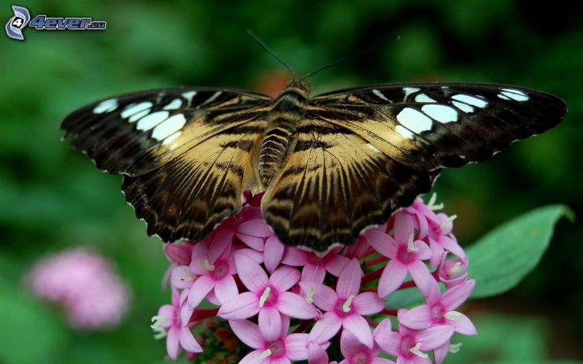 butterfly on flower, pink flowers