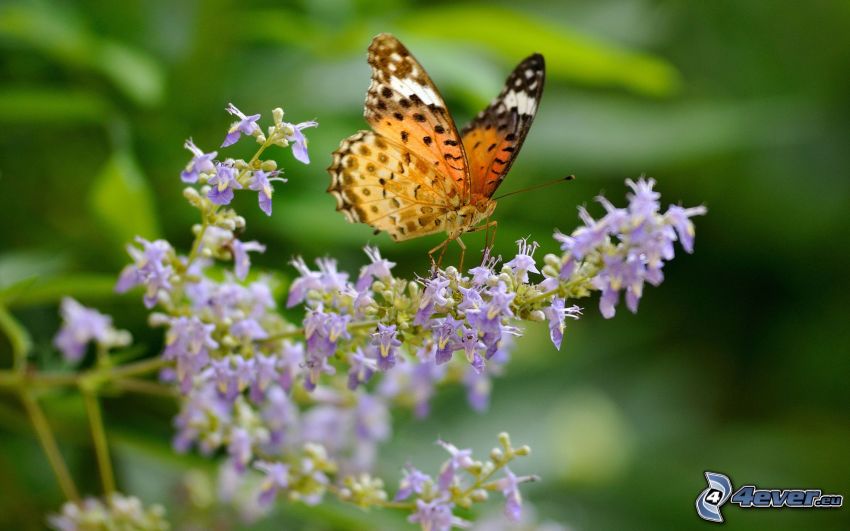butterfly on flower, purple flower, macro