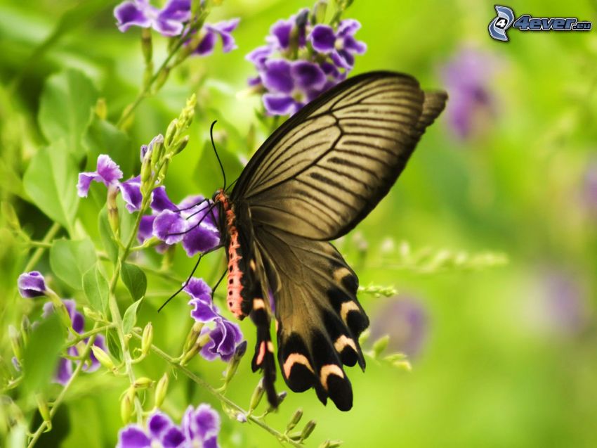 butterfly on flower, purple flowers