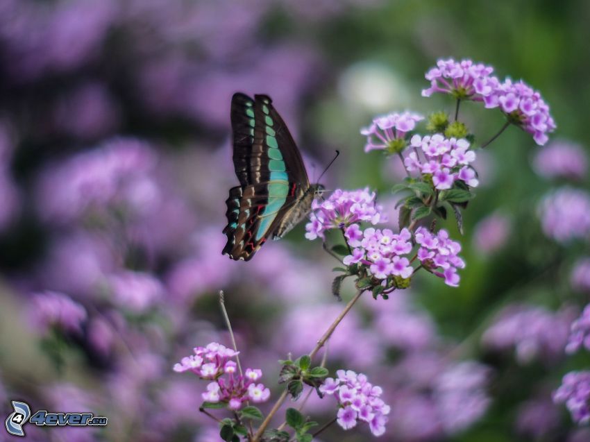 butterfly on flower, purple plants
