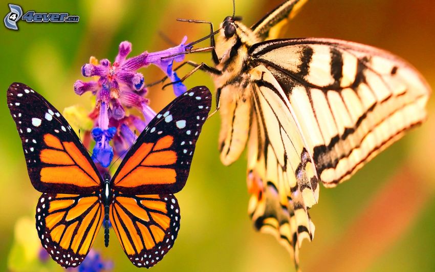 butterfly on flower, Swallowtail, macro