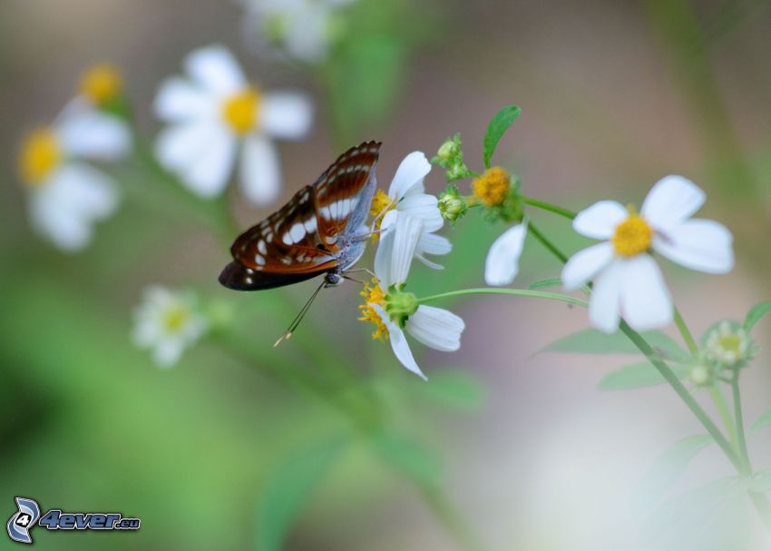 butterfly on flower, white flowers