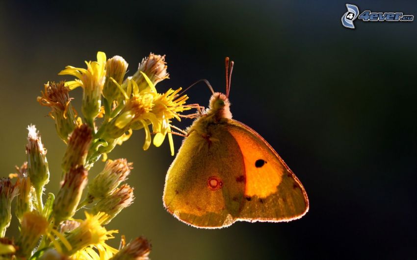 butterfly on flower, yellow flower