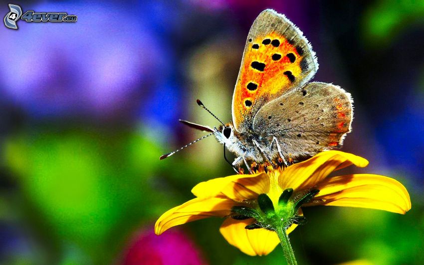butterfly on flower, yellow flower