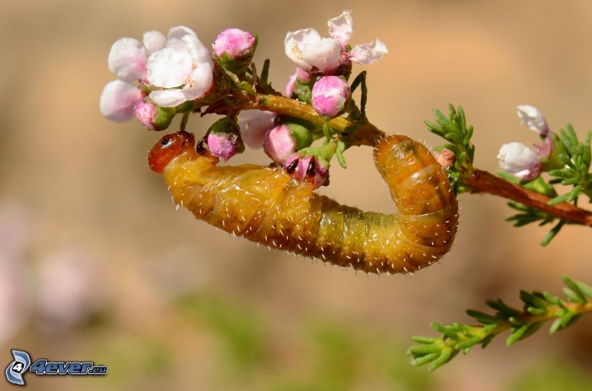 caterpillar, flowering twig