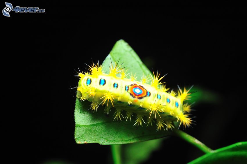 caterpillar, green leaf