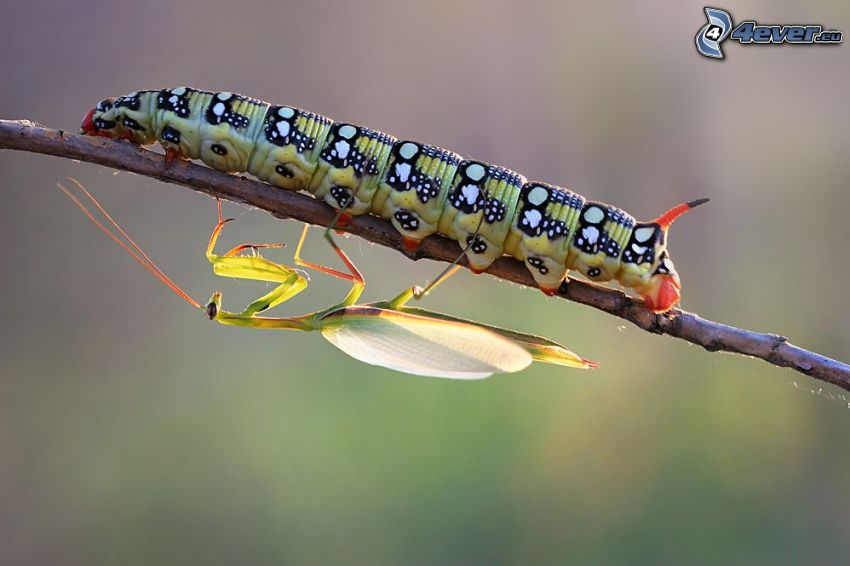 caterpillar, insects, twig