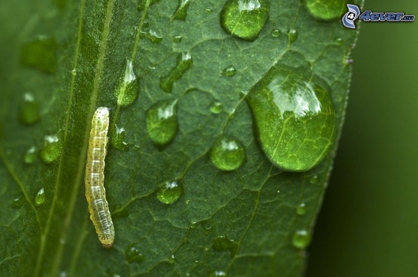 caterpillar, leaf, drops of water