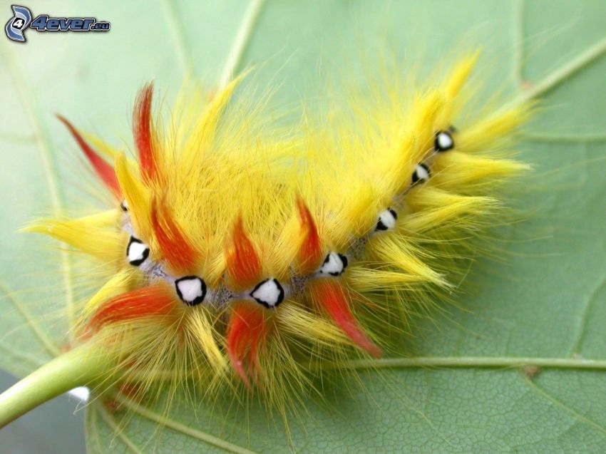 caterpillar, leaf