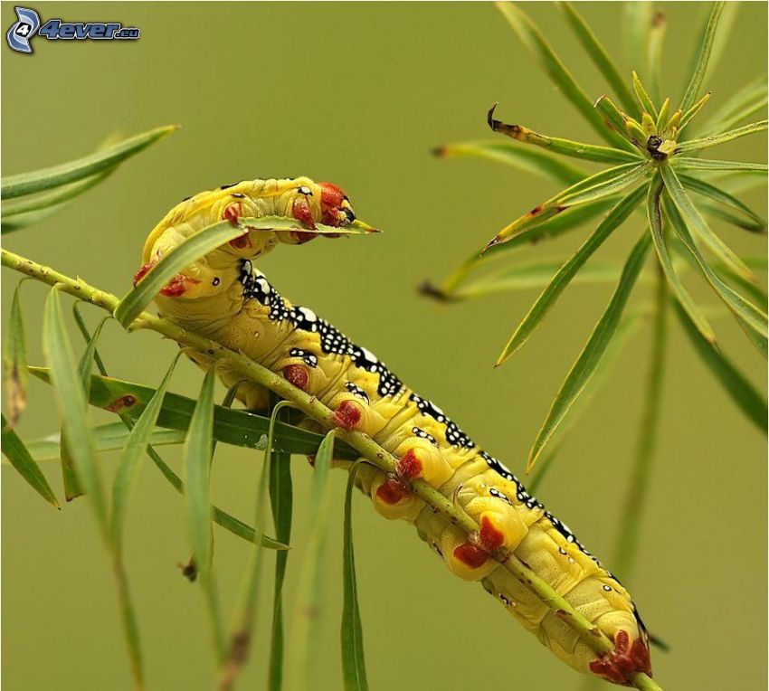 caterpillar, plant