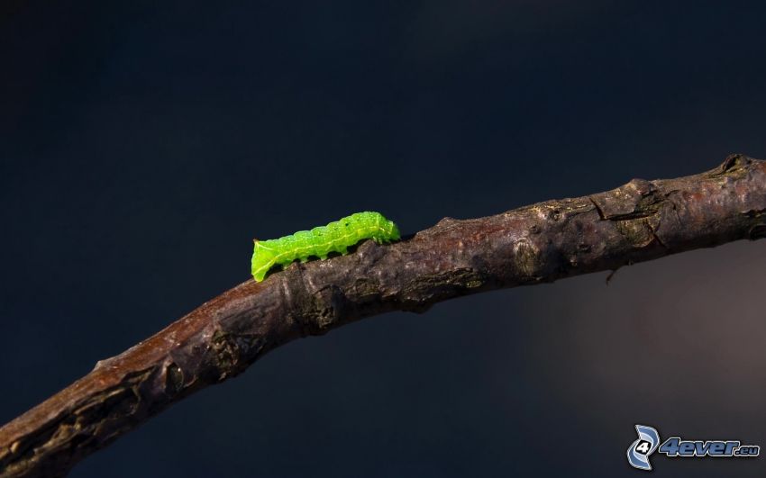 caterpillar, twig