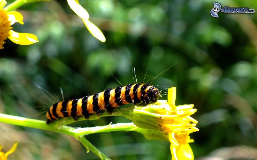 caterpillar, yellow flower