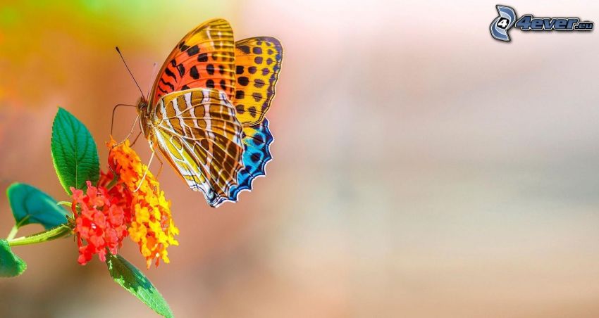 colourful butterfly, flower