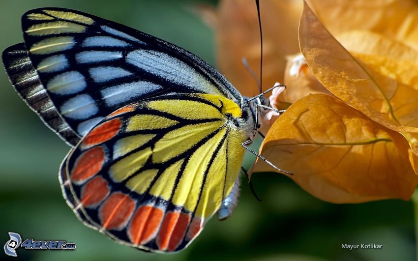 colourful butterfly, yellow leaves