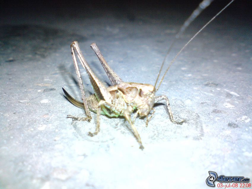 cricket, insects