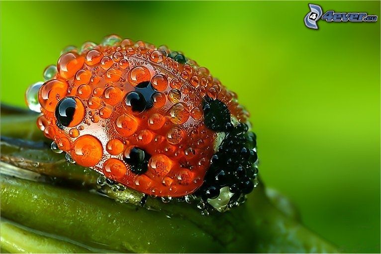 dewy ladybug, insects