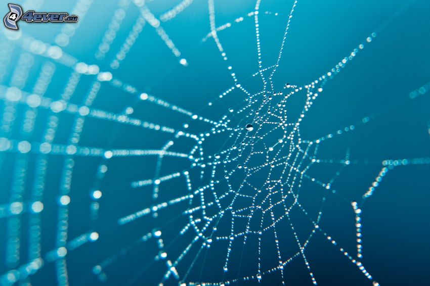 dewy spider web