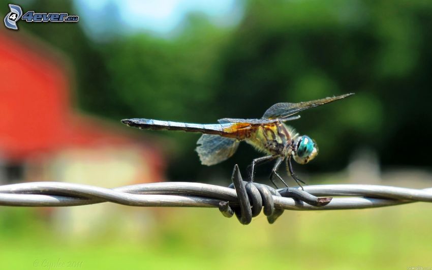 dragonfly, barbed wire